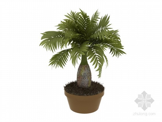 盆景su模型资料下载-棕榈科盆景3D模型下载