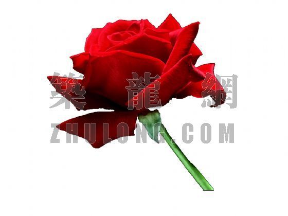 玫瑰红的诱惑住宅资料下载-玫瑰