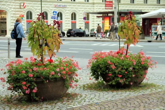 植物配置]浅谈城市道路绿地植物景观营造_8