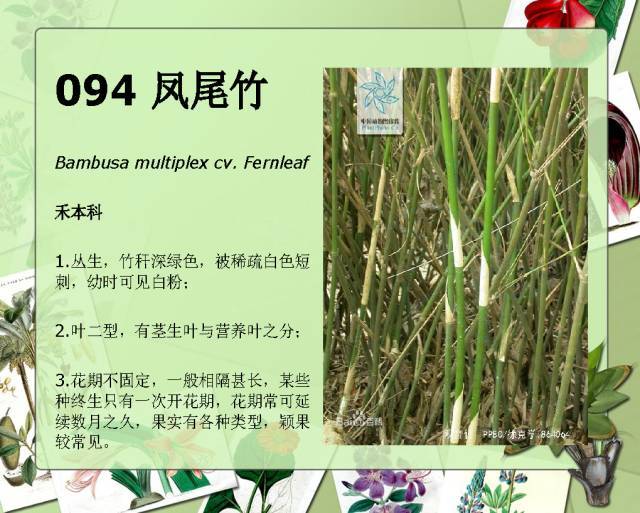 植物设计师必备：100种常见园林植物图鉴_174