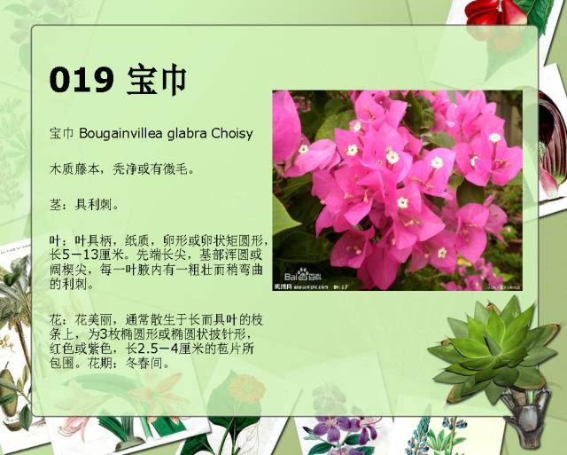 植物设计师必备：100种常见园林植物图鉴_36