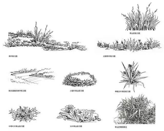 手绘草木分析图_9