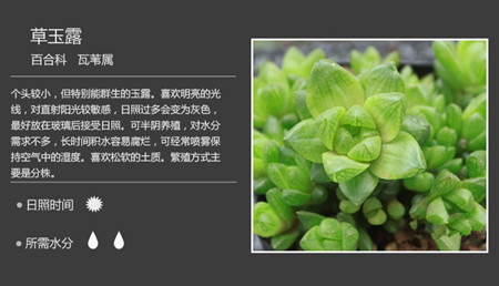 100种常见多肉植物图谱及养护方法，赶紧收藏！_48