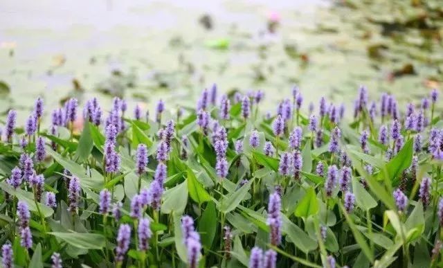 [工程管理]水生植物的养护要点_5