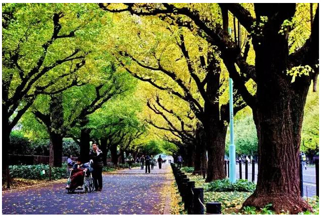 北京市道路绿化案例资料下载-《南京行道树树种规划发布》24种树被定为骨干行道树