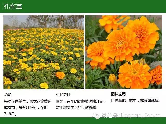 全国七大片区，常用开花植物集锦（上）_222