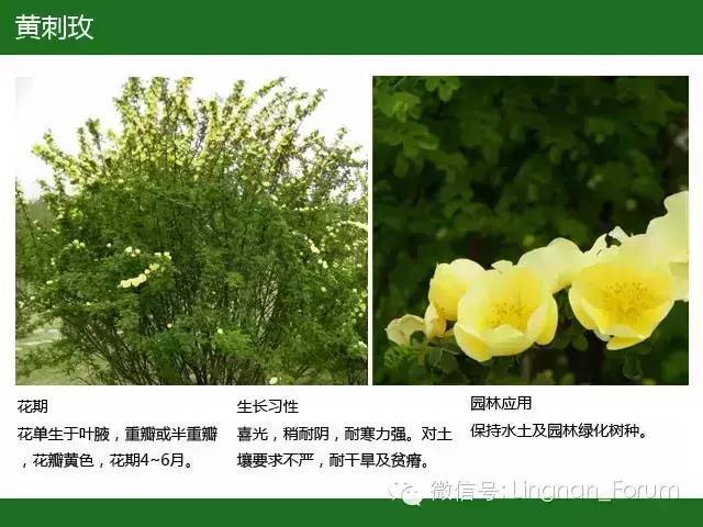 全国七大片区，常用开花植物集锦（上）_112