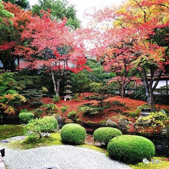 日本京都住房资料下载-色叶树，为你的景观增光添彩