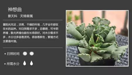 100种常见多肉植物图谱及养护方法，赶紧收藏！_80