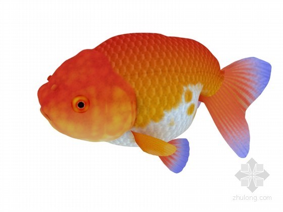 观赏鱼3D模型下载