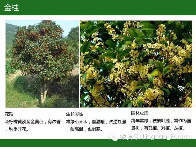 全国七大片区，常用开花植物集锦（上）_115