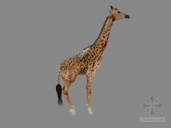 长颈鹿3D模型资料下载-长颈鹿3D模型下载