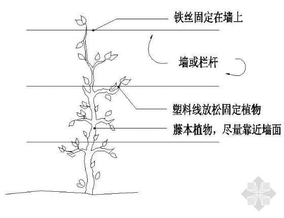 cad树木立面图资料下载-藤本植物立面图详图