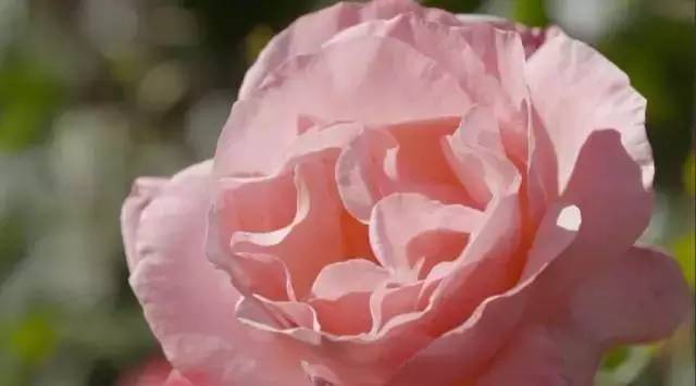 8年时间，他收集了20多国的400万朵玫瑰，送妻子一座最美私家花园_31