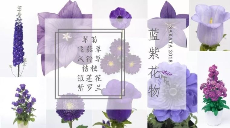 园林常用藤本花卉资料下载-2018蓝紫花物玩转流行--转自坂田（园林花卉新品种了解一下）