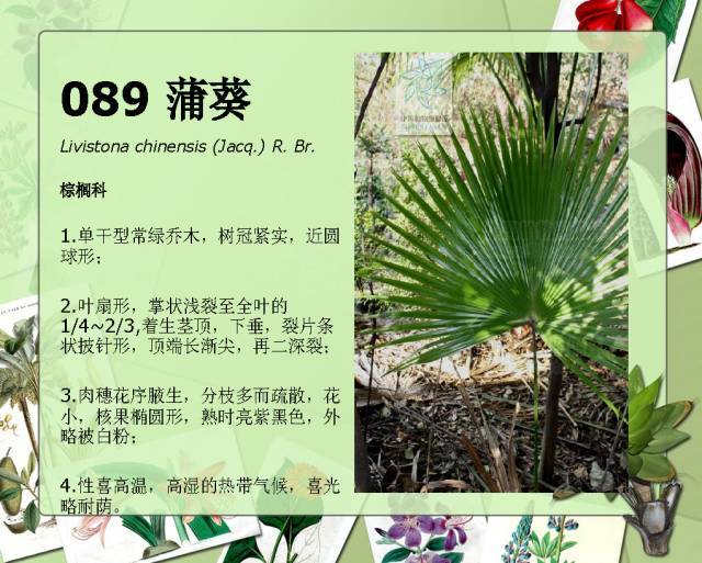 植物设计师必备：100种常见园林植物图鉴_164