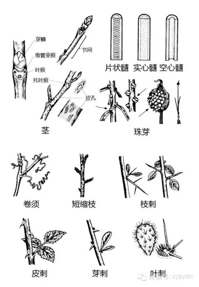 图解植物形态术语_23