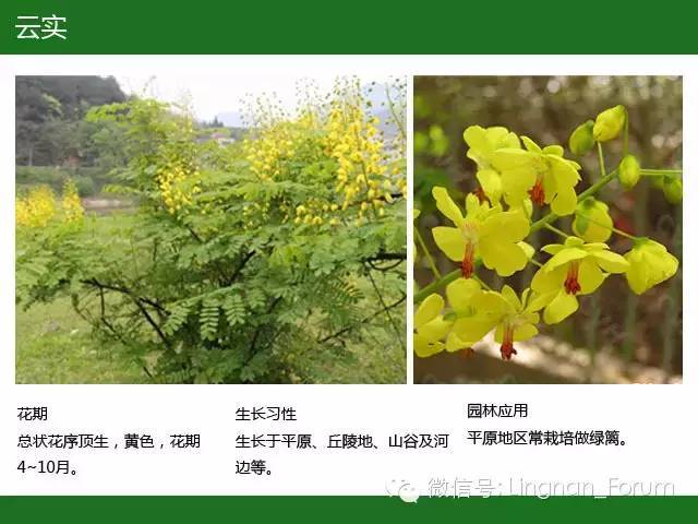 全国七大片区，常用开花植物集锦（上）_116