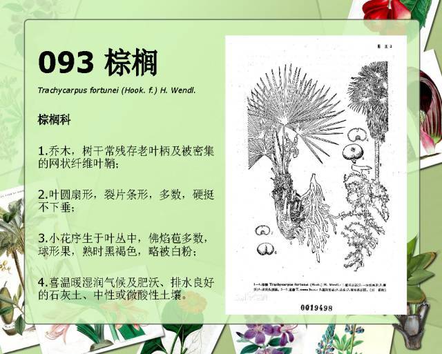 植物设计师必备：100种常见园林植物图鉴_172