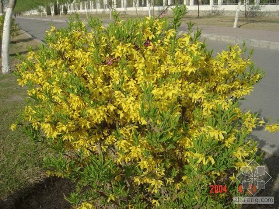 连翘-植物园艺与养护-筑龙园林景观论坛