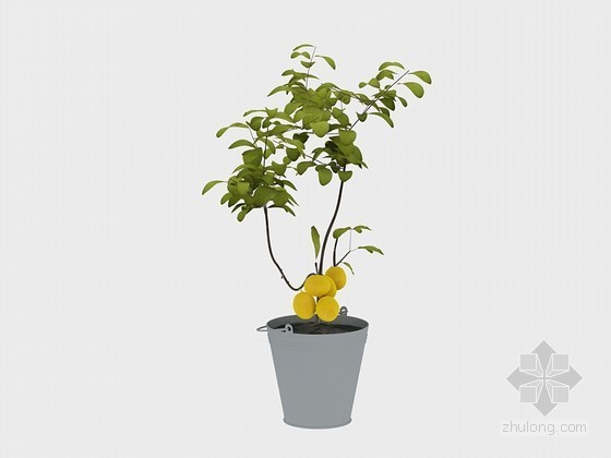 竹子盆栽SU模型资料下载-果树盆栽3D模型下载