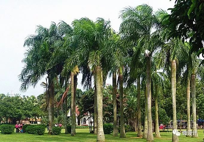 庭院植物景观造景资料下载-12种·庭院里的吉祥植物