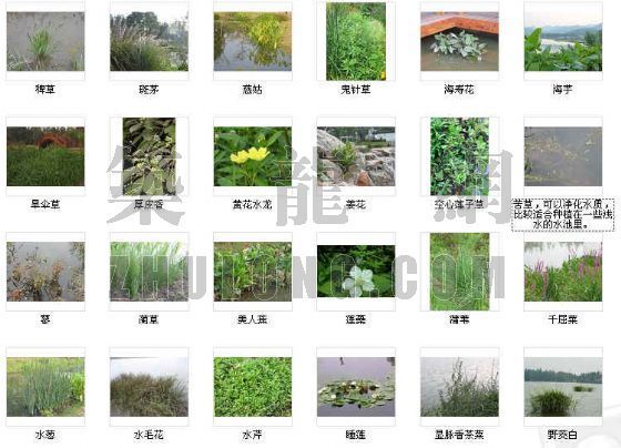常绿灌木植物图片资料下载-30余种水景植物图片