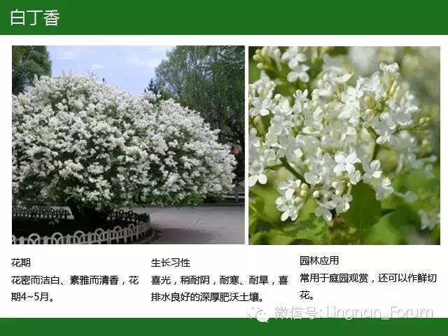 全国七大片区，常用开花植物集锦（上）_186