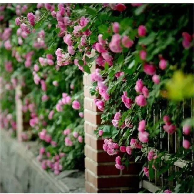 仿真植物绿色植物墙资料下载-春天种上爬藤植物，夏天花儿爬满墙！