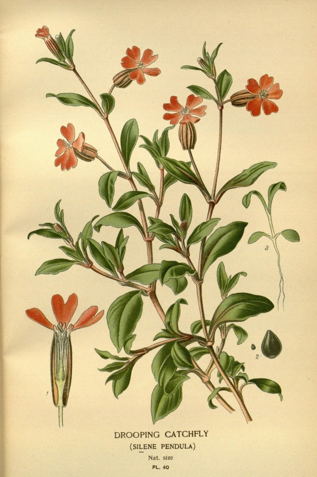 [手绘]一百多年前的手绘植物这么精细你敢信-[转载]117年前出版的手绘花卉图书（78幅值得收藏的手绘经典）