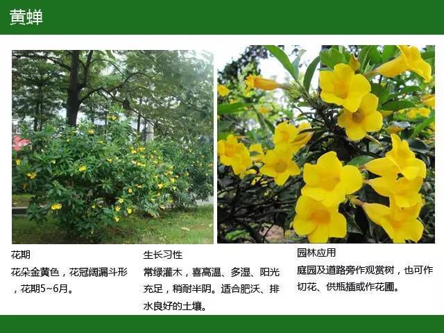 全国七大片区，常用开花植物集锦（上）_35