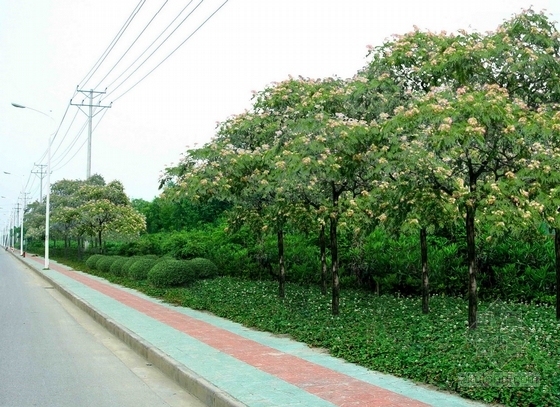 [无锡]城市主干道路绿化改造设计方案-效果图