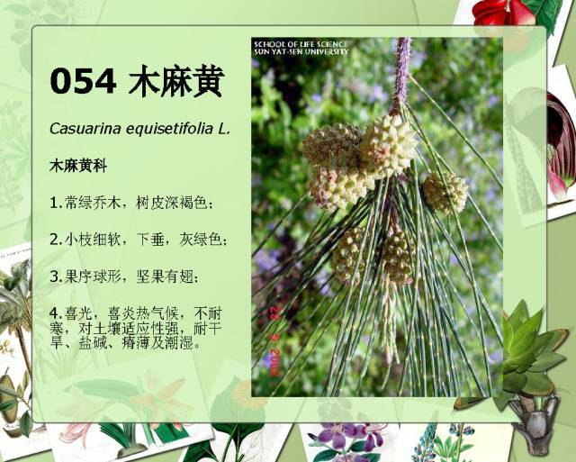 植物设计师必备：100种常见园林植物图鉴_96