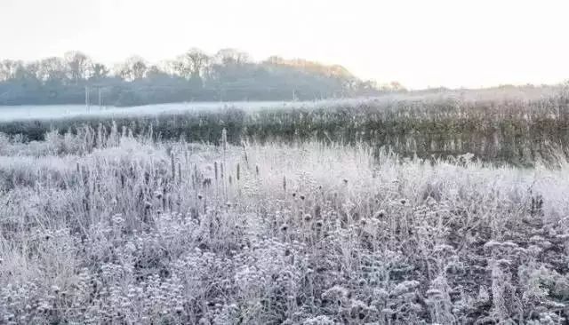 现在的设计师越来越喜欢种草了~_38