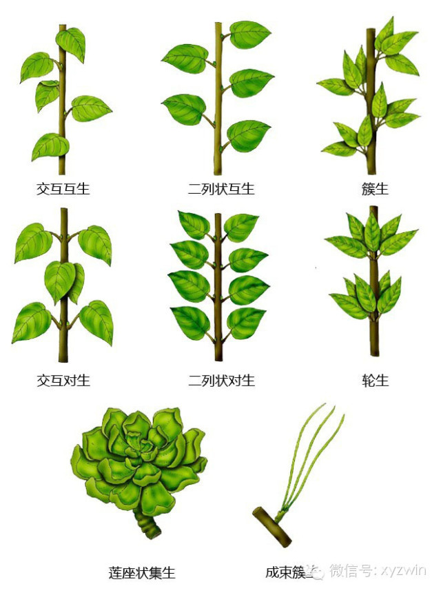 图解植物形态术语_1