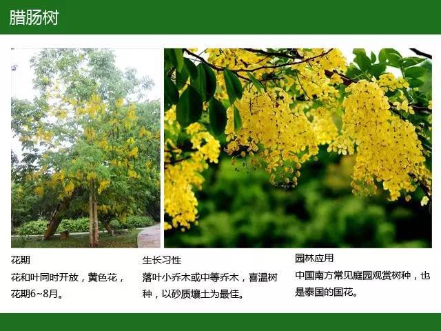 全国七大片区，常用开花植物集锦（上）_12