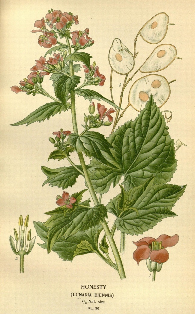 [手绘]一百多年前的手绘植物这么精细你敢信-[转载]117年前出版的手绘花卉图书（78幅值得收藏的手绘经典）