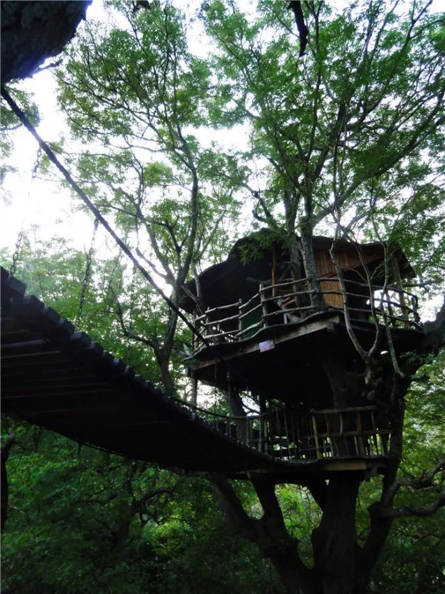 三亚南山文化旅游区资料下载-趣味树屋——从“水泥森林”到天然林木的回归