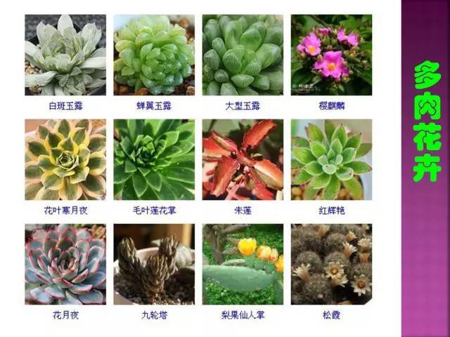 面试，对方问我植物认识几种？_146