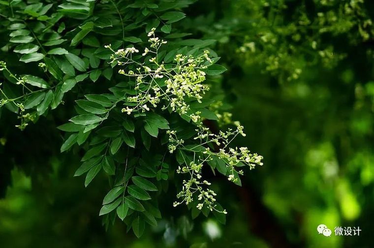 12种·庭院里的吉祥植物_14