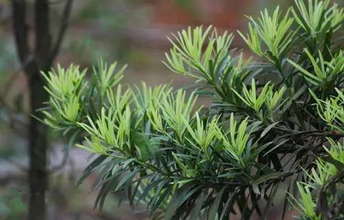 80种常见园林植物 · 景观设计师必知_24