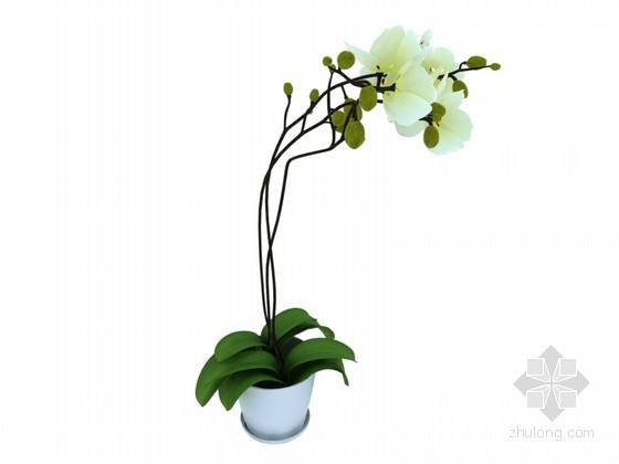 盆栽植物3d模型资料下载-漂亮盆栽花3D模型下载