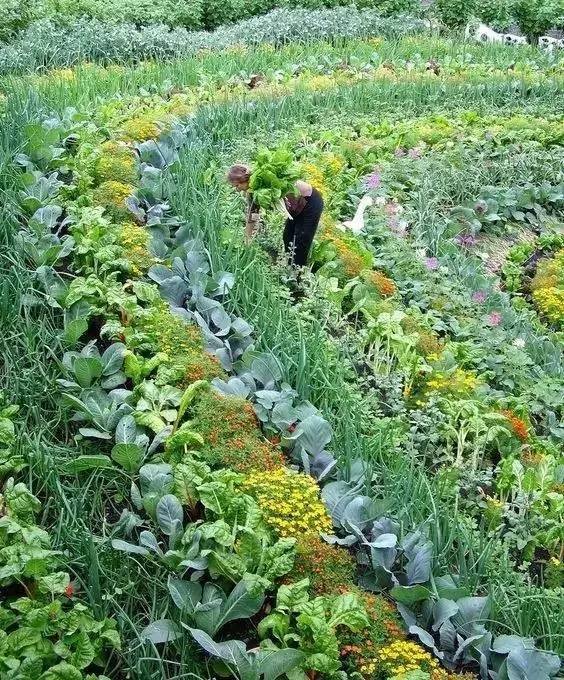 把你家菜园变成娘娘的御花园——“可食地景”_23