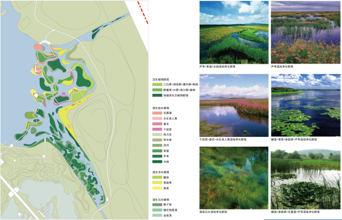 [安徽]滨湖生态修复科普城市湿地公园景观设计方案-湿地水净化示范区