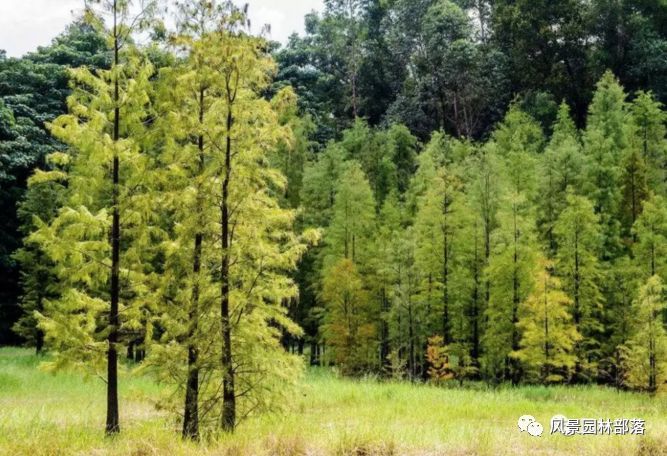 园林树木养护资料下载-把好这“七关”，春季植树提高成活率不再难！