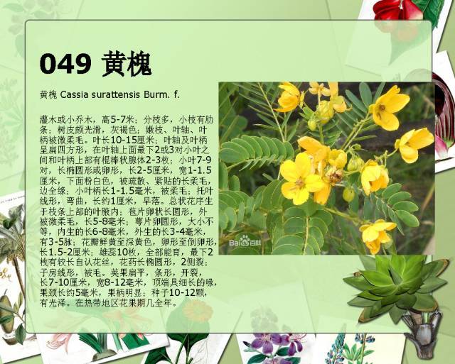 植物设计师必备：100种常见园林植物图鉴_87