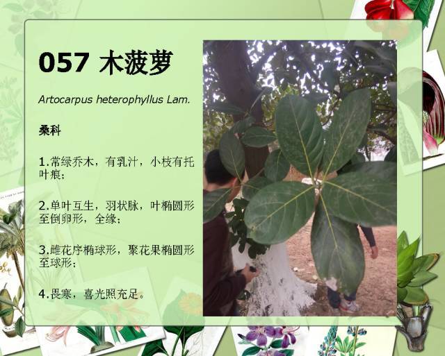 植物设计师必备：100种常见园林植物图鉴_100