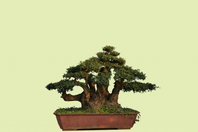 su根雕模型资料下载-中国盆景艺术的特点