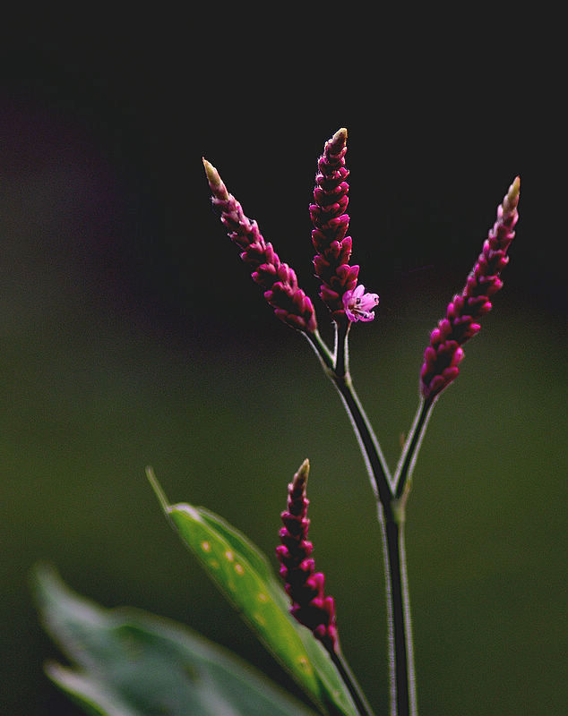 传说中的狗尾巴花吗？