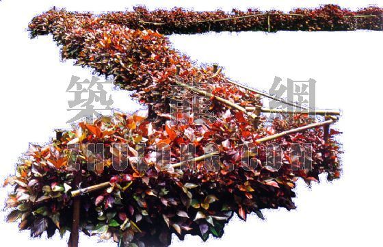 公园景观灌木丛CAD下载资料下载-花草灌木